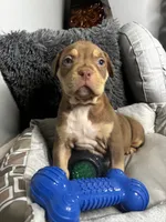 Female 1 – Mocha, a female American Bully for sale in Atlanta, GA – 3 of 8