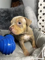 Female 3 – Luxe (Lilac Tri), a female American Bully for sale in Atlanta, GA – 4 of 9