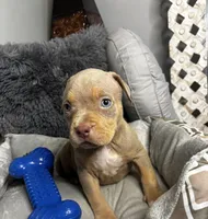 Female 3 – Luxe (Lilac Tri), a female American Bully for sale in Atlanta, GA – 3 of 9