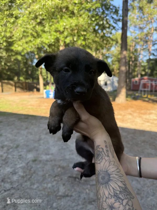 Light blue boy – Belgian Malinois puppy for sale in Guyton, GA