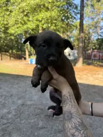 Light blue boy, a male Belgian Malinois for sale in Guyton, GA – 1 of 1
