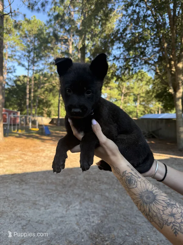 Dark blue boy  – Belgian Malinois puppy for sale in Guyton, GA