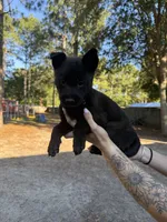 Dark blue boy , a male Belgian Malinois for sale in Guyton, GA – 1 of 1