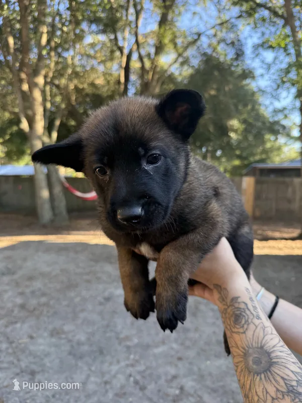Purple girl – Belgian Malinois puppy for sale in Guyton, GA