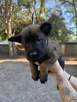Purple girl, a female Belgian Malinois for sale in Guyton, GA – 1 of 1