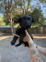 Pink girl, a female Belgian Malinois for sale in Guyton, GA – 1 of 1