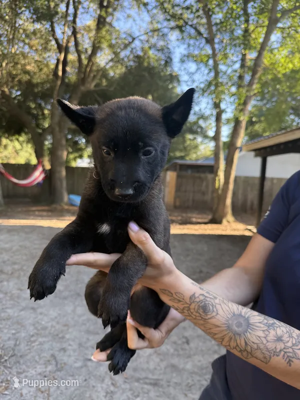 Red girl  – Belgian Malinois puppy for sale in Guyton, GA