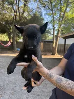Red girl , a female Belgian Malinois for sale in Guyton, GA – 1 of 1