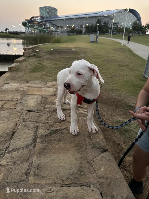 Clover – American Bulldog, Dogo Argentino puppy for sale in Grand Prairie, TX