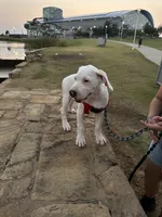 Clover, a male American Bulldog and Dogo Argentino for sale in Grand Prairie, TX – 1 of 4