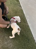 Clover, a male American Bulldog and Dogo Argentino for sale in Grand Prairie, TX – 3 of 4