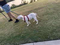 Clover, a male American Bulldog and Dogo Argentino for sale in Grand Prairie, TX – 4 of 4