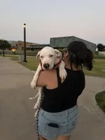 Clover, a male American Bulldog and Dogo Argentino for sale in Grand Prairie, TX – 2 of 4
