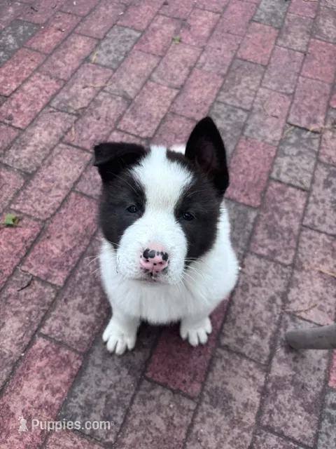 Sticth – Akita puppy for sale in Farmingdale, NY