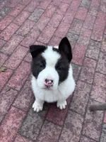 Sticth, a male Akita for sale in Farmingdale, NY – 1 of 1