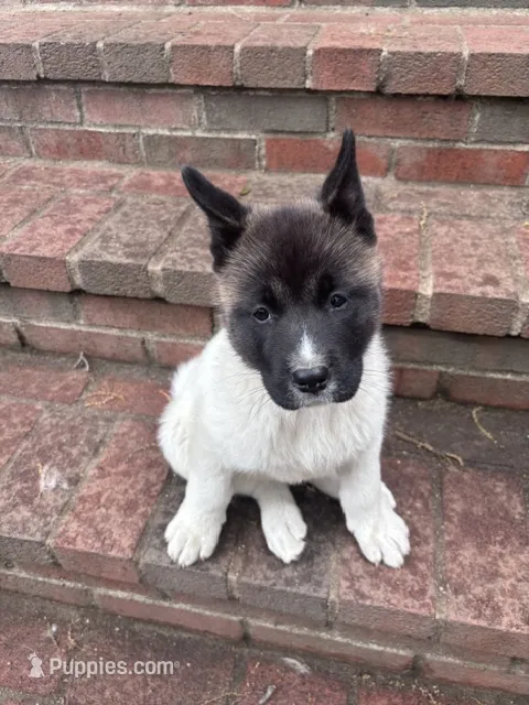 Lilo – Akita puppy for sale in Farmingdale, NY