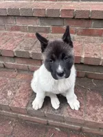 Lilo, a female Akita for sale in Farmingdale, NY – 1 of 3