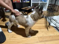 Ash , a female Akita for sale in Farmingdale, NY – 2 of 4