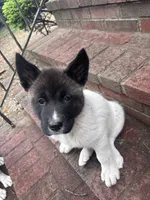 Lilo, a female Akita for sale in Farmingdale, NY – 2 of 3