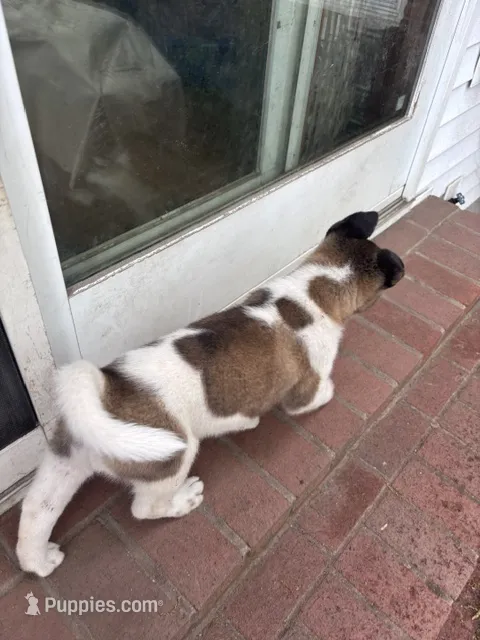 Ash  – Akita puppy for sale in Farmingdale, NY
