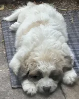 REX, a male Great Pyrenees for sale in Auburndale, FL – Photo 1 of 5