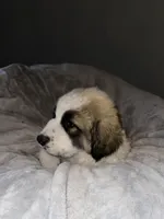 REX, a male Great Pyrenees for sale in Auburndale, FL – Photo 3 of 5