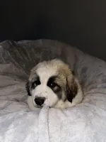 REX, a male Great Pyrenees for sale in Auburndale, FL – Photo 2 of 5