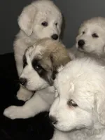 REX, a male Great Pyrenees for sale in Auburndale, FL – Photo 4 of 5