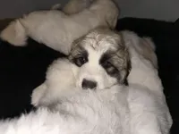 REX, a male Great Pyrenees for sale in Auburndale, FL – Photo 5 of 5