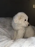 Pearl , a female Great Pyrenees for sale in Auburndale, FL – Photo 4 of 5