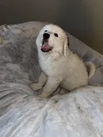 Pearl , a female Great Pyrenees for sale in Auburndale, FL – Photo 1 of 5