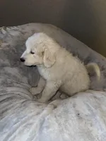 Pearl , a female Great Pyrenees for sale in Auburndale, FL – Photo 2 of 5