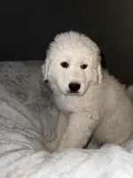 Pearl , a female Great Pyrenees for sale in Auburndale, FL – Photo 3 of 5