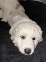 Pearl , a female Great Pyrenees for sale in Auburndale, FL – Photo 5 of 5