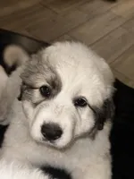 Faith, a female Great Pyrenees for sale in Auburndale, FL – Photo 5 of 5