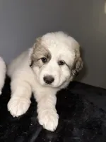 Faith, a female Great Pyrenees for sale in Auburndale, FL – Photo 4 of 5