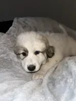 Faith, a female Great Pyrenees for sale in Auburndale, FL – Photo 1 of 5