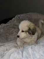 Faith, a female Great Pyrenees for sale in Auburndale, FL – Photo 2 of 5