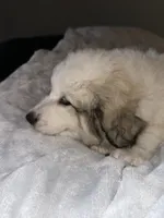 Faith, a female Great Pyrenees for sale in Auburndale, FL – Photo 3 of 5