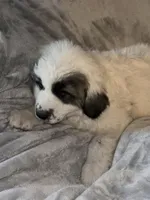 DAISY , a female Great Pyrenees for sale in Auburndale, FL – Photo 4 of 4