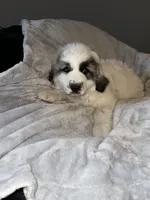 DAISY , a female Great Pyrenees for sale in Auburndale, FL – Photo 3 of 4