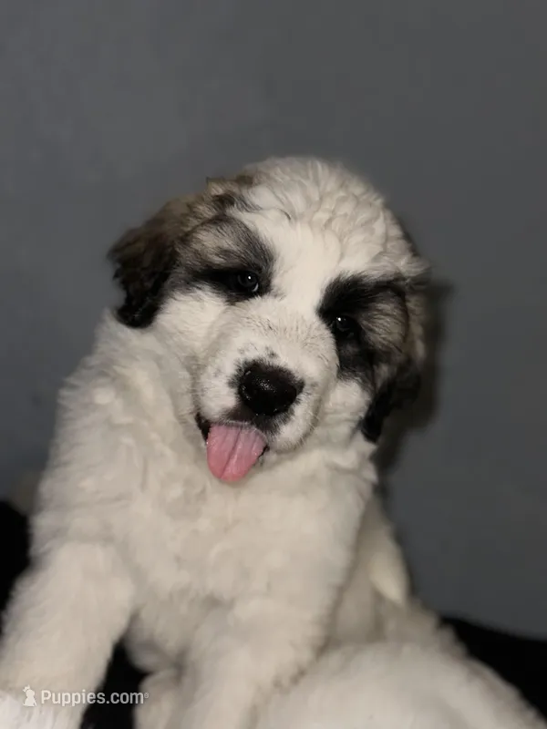 DAISY  – Great Pyrenees puppy for sale in Auburndale, FL
