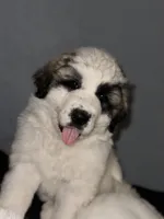 DAISY , a female Great Pyrenees for sale in Auburndale, FL – Photo 1 of 4