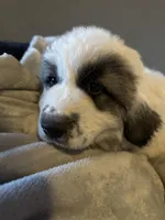 DAISY , a female Great Pyrenees for sale in Auburndale, FL – Photo 2 of 4