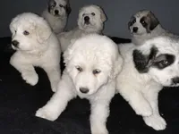 Star, a female Great Pyrenees for sale in Auburndale, FL – Photo 3 of 4