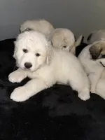 Star, a female Great Pyrenees for sale in Auburndale, FL – Photo 4 of 4