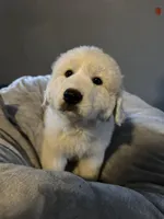 Star, a female Great Pyrenees for sale in Auburndale, FL – Photo 2 of 4