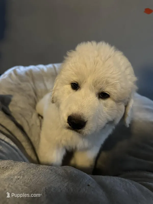 Star – Great Pyrenees puppy for sale in Auburndale, FL