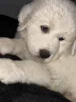 Luna , a female Great Pyrenees for sale in Auburndale, FL – Photo 4 of 4