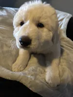 Luna , a female Great Pyrenees for sale in Auburndale, FL – Photo 3 of 4